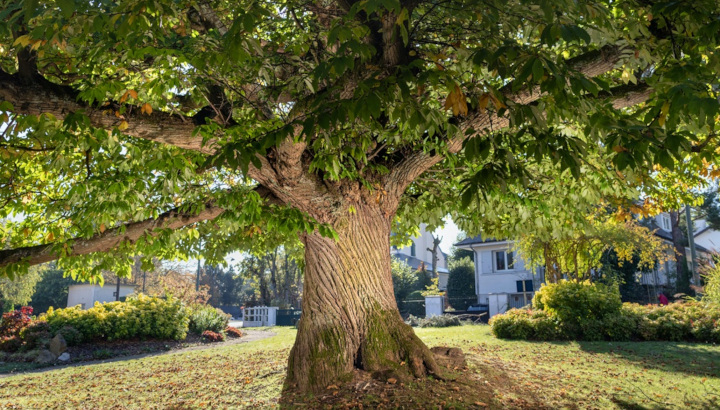 Concours l'arbre de l'année 2022